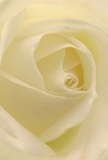 This image invites the viewer deep into the heart of a cream-white rose, cradled in the softest Finchley morning light. The central spiral of petals unfurls gently, their silky texture beckoning you to imagine cool dew collected along each edge. Shadows curl quietly between ivory folds, creating a sense of peaceful depth-the same stillness found in quiet pauses beneath the trees on Long Lane. With every curve and shade, the rose embodies tranquility and reverence, making it a pure symbol for expressing sympathy, admiration, or celebrating important new beginnings. The local expertise of Finchley Flowers is evident in the craftsmanship behind each careful petal, the artistry of arranging such understated beauty for thoughtful gestures. The sweet, subtle fragrance of the bloom, if it could be captured, would fill a room with spontaneous comfort-a gentle reminder of the joy and solace found in a fresh, locally gathered bouquet. Each glance at this rose feels like entering a space where time slows and emotions are softly, lovingly conveyed through every floral detail.